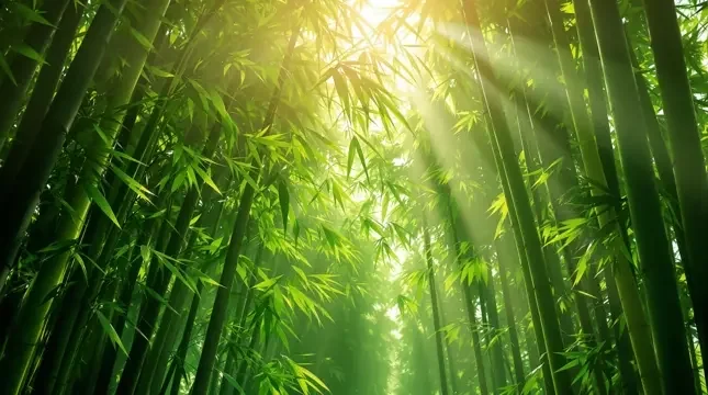 风过竹林 - 琪琪电影
