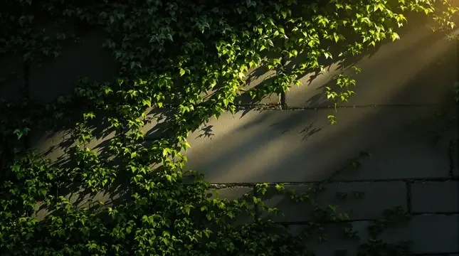 藤上月色 - 琪琪电影